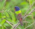 _9SB0298 painted bunting